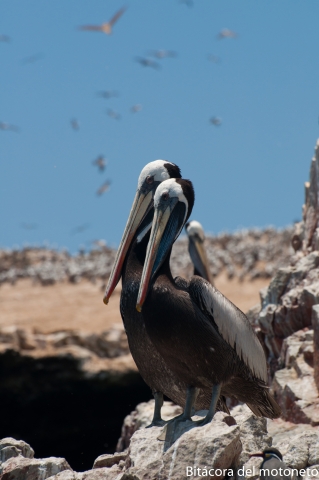 Día 25 Lima - Huacachina