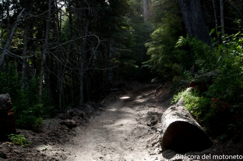 Bosquecito en la Angostura