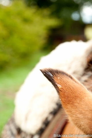 Oreja del caballo que no me tumbó