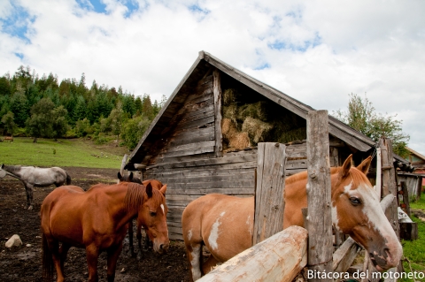 Otro establo pero con caballos