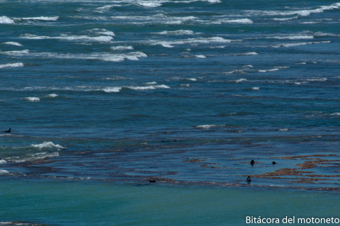 Día 136 Peninsula de Valdez