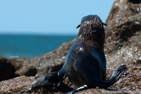 Día 157 Punta del Diablo