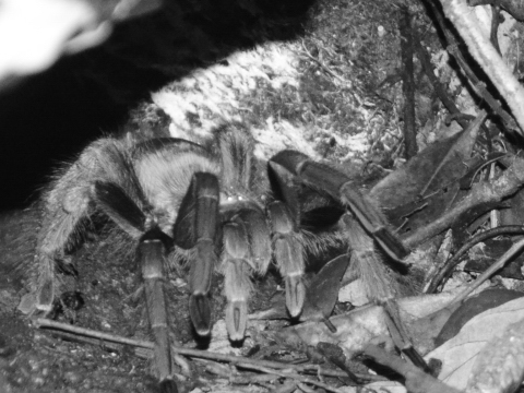 Día 237 - 238 Flona