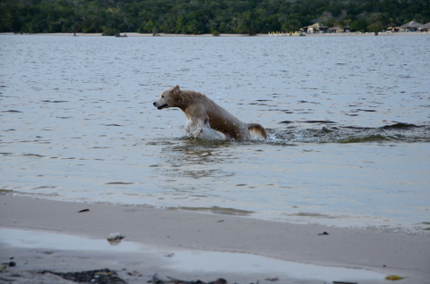 Día 240 Alter do chão