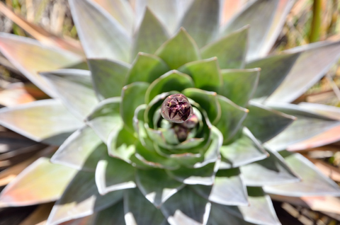 Frailejon en el páramo