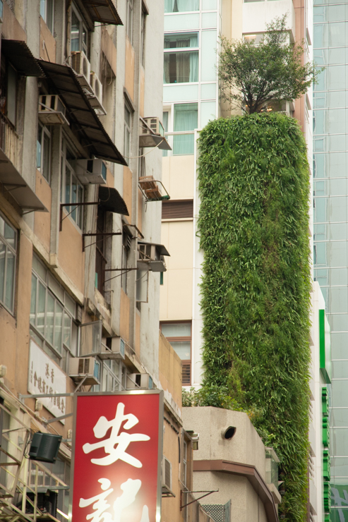El árbol más contemplado del mundo!