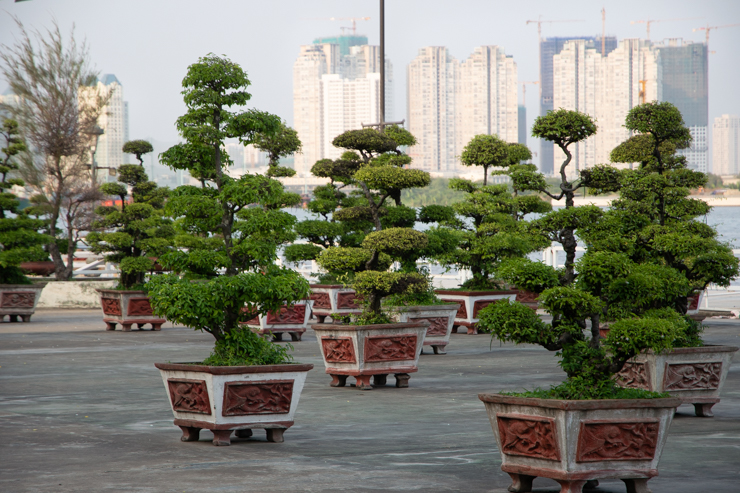 Bonsais y nuevos desarrollos al fondo