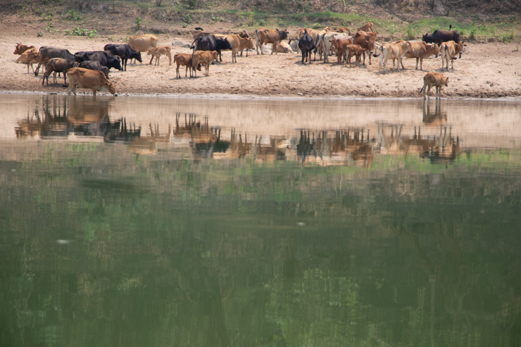 Los bueyes que de vez en cuando tuvimos que atravezar