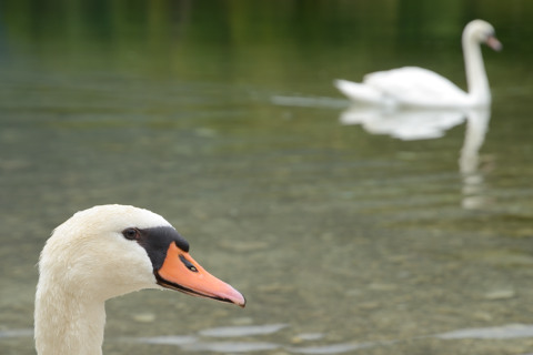 Bohinj-20140710_160018_web