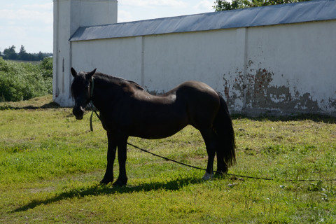 Suzdal-20140721_153205_web
