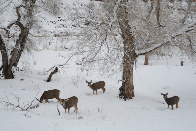 zion_20161225_234534