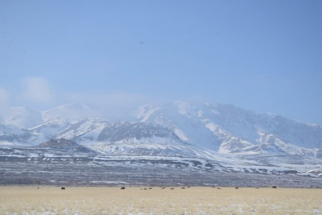 Las montañitas y más bisontes