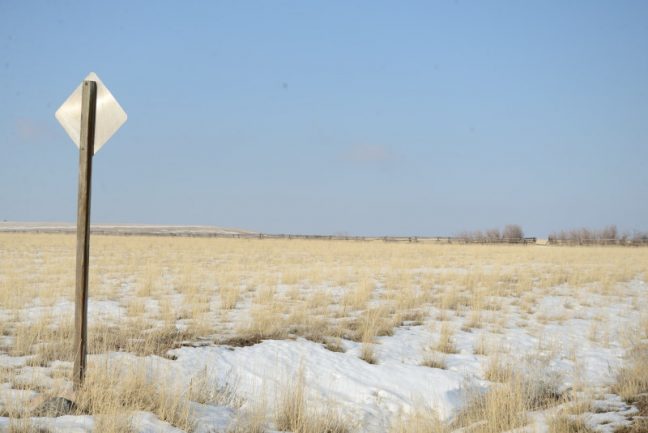 Vegetación invernal (la veraniega es parecida pero sin nieve)