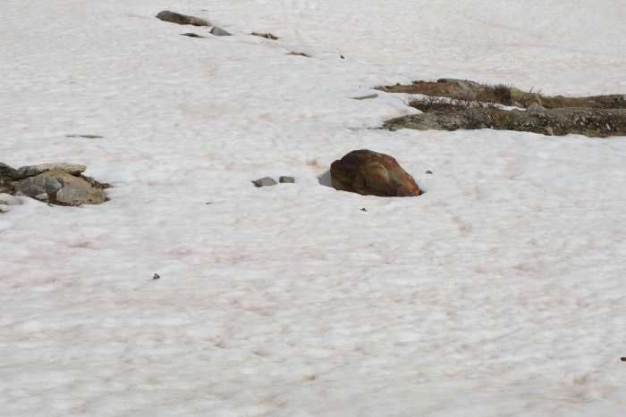 Los puntos oscuros son sapos!