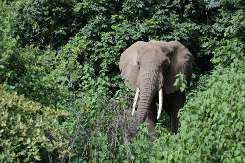Elefante, Lake Manyara