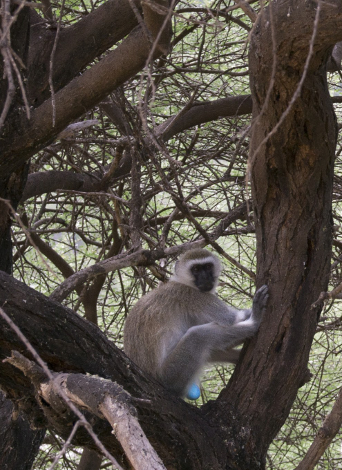 Lago Manyara