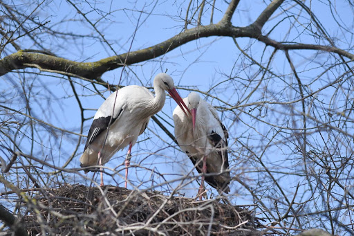 Lenny y su pareja (no me le sé el nombre) en su nido en el Basler Zolli