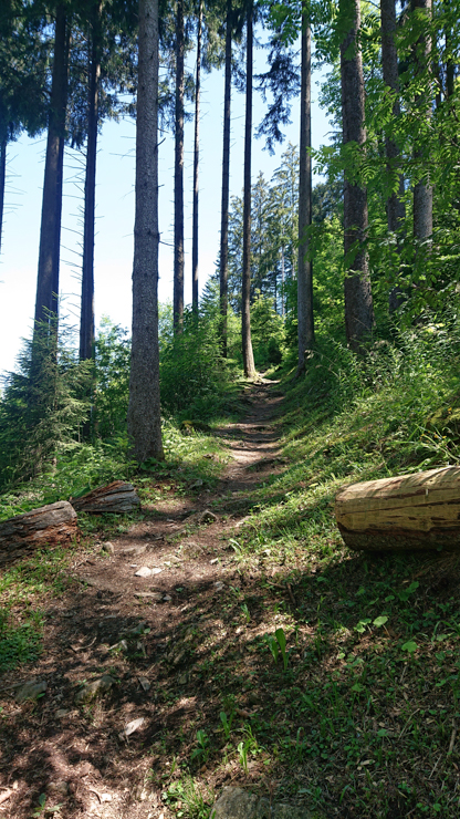 Camino hacia Niesen por el bosque de la parte baja