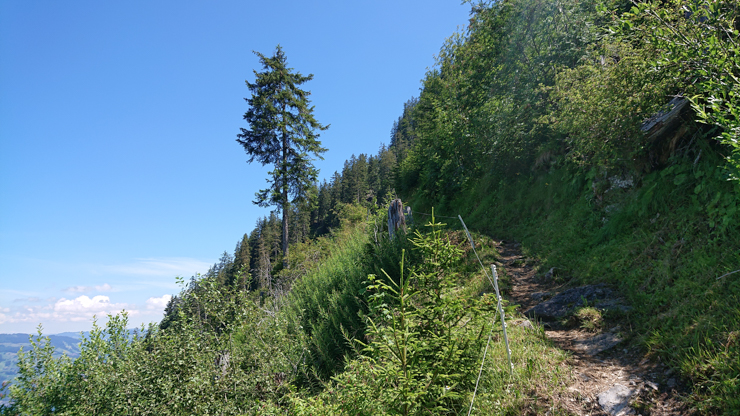 Parte del camino en que se empieza a notar la vegetación más baja