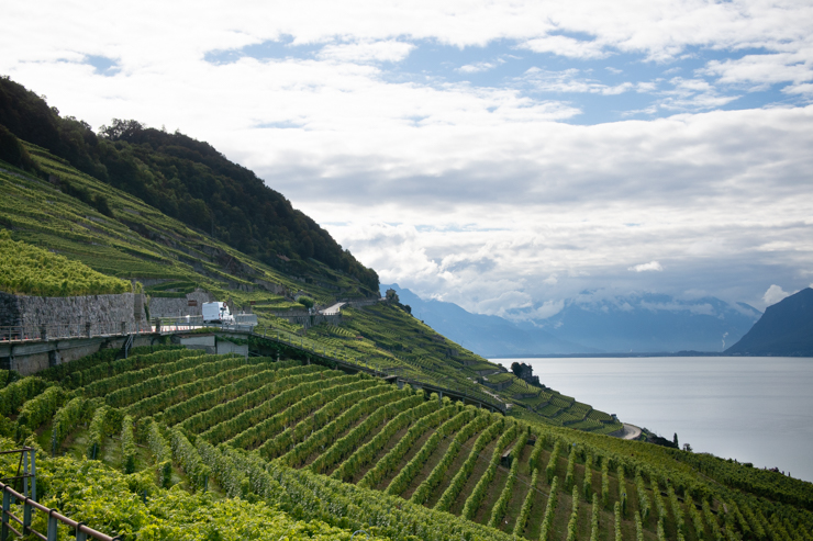 Las terrazas de Lavaux con el lago Lemán de fondo